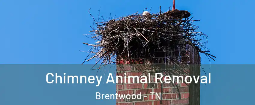 Chimney Animal Removal Brentwood - TN